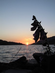 SX28868 Sunset under foxglove at Llyn Peris reservoir.jpg